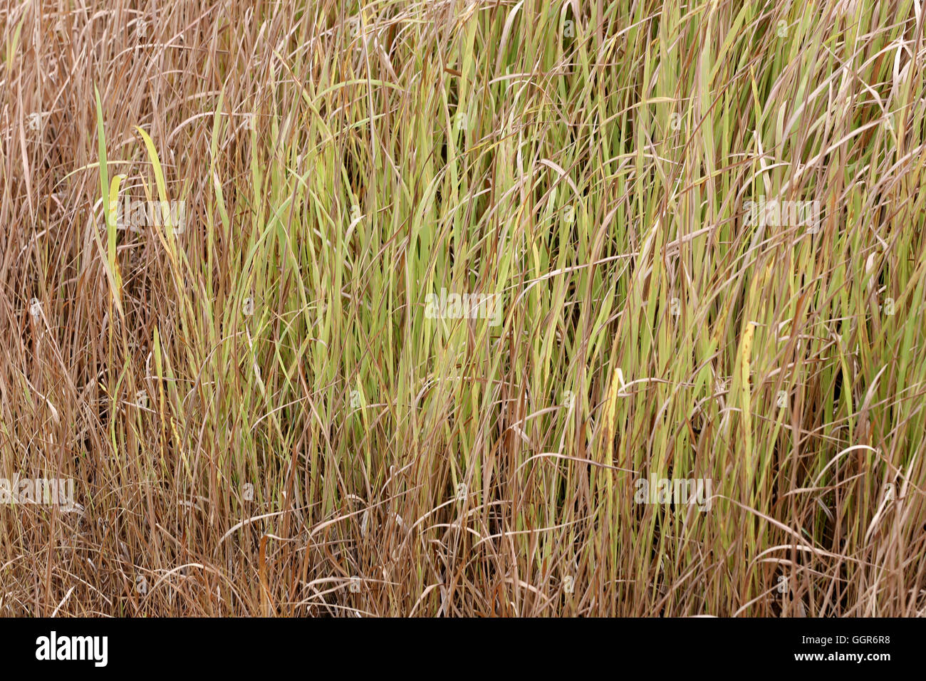 Trockenrasen in landwirtschaftlichen Gebieten für die Gestaltung im freien Natur. Stockfoto