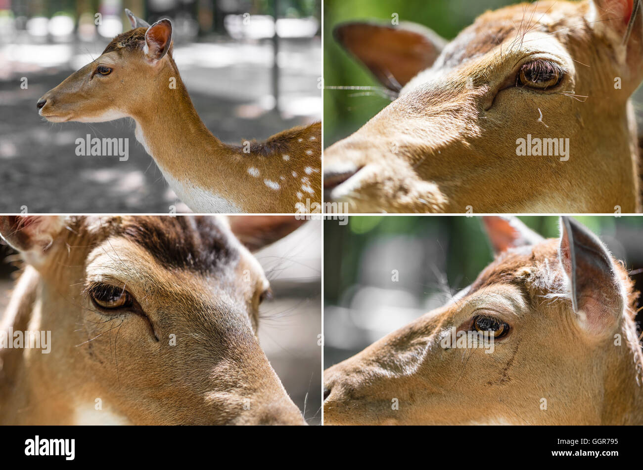 Collage aus vier Bildern, Hirsch Kopf Nahaufnahme Stockfoto