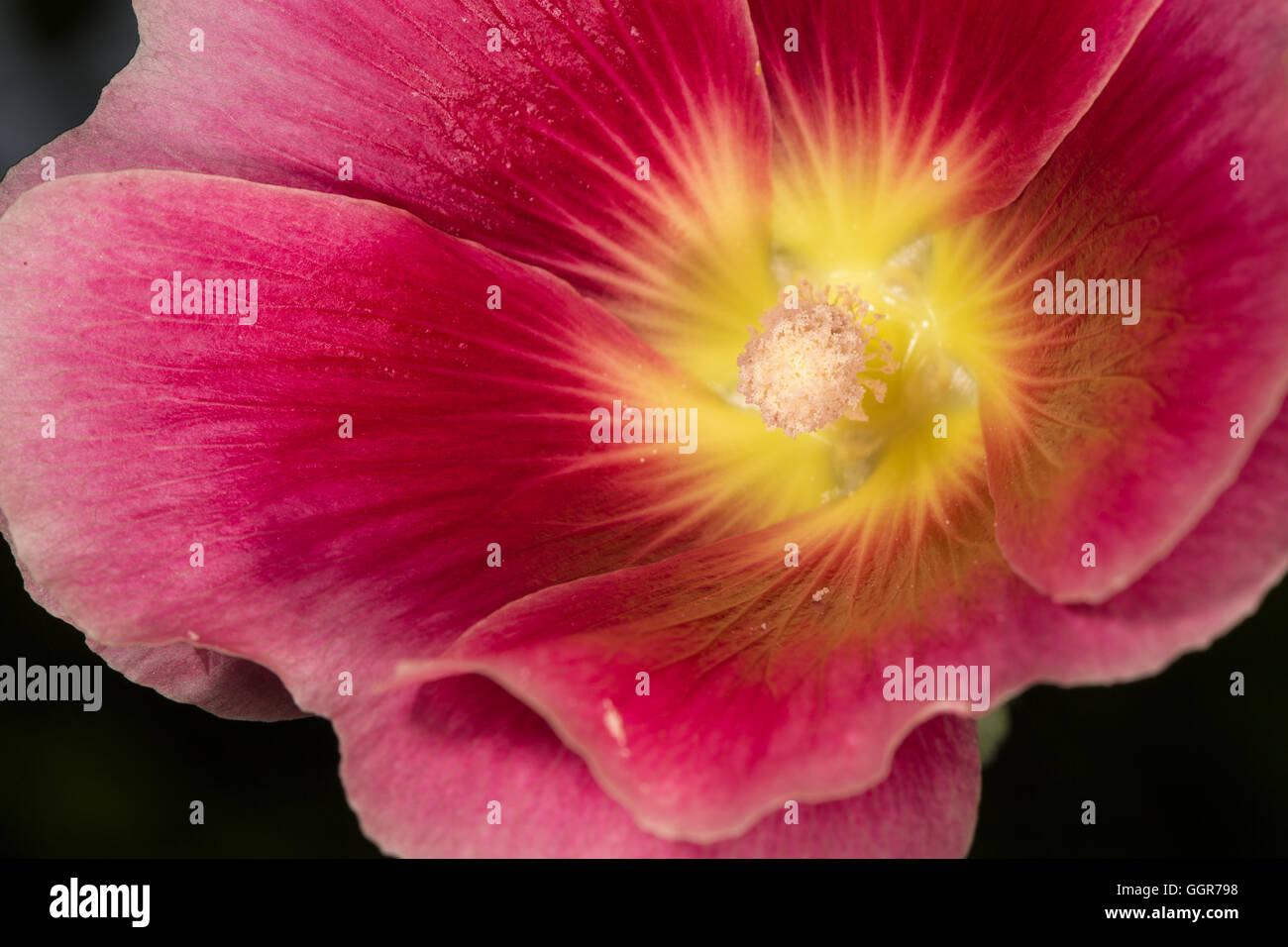 Bunte Blumen Stempel in Nahaufnahme Makro Stockfoto