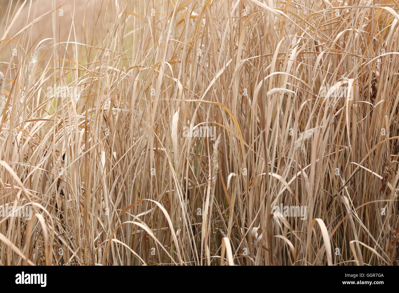 Trockenrasen in landwirtschaftlichen Gebieten für die Gestaltung im freien Natur. Stockfoto