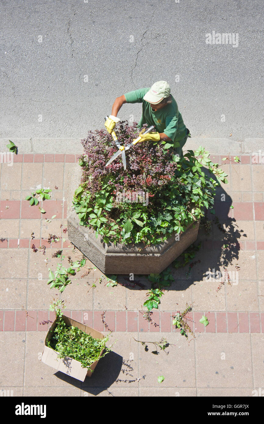 Die Arbeitskraft von Grün Belgrad ist die Büsche in konkrete Pflanzer auf dem Bürgersteig manuell trimmen. Stockfoto