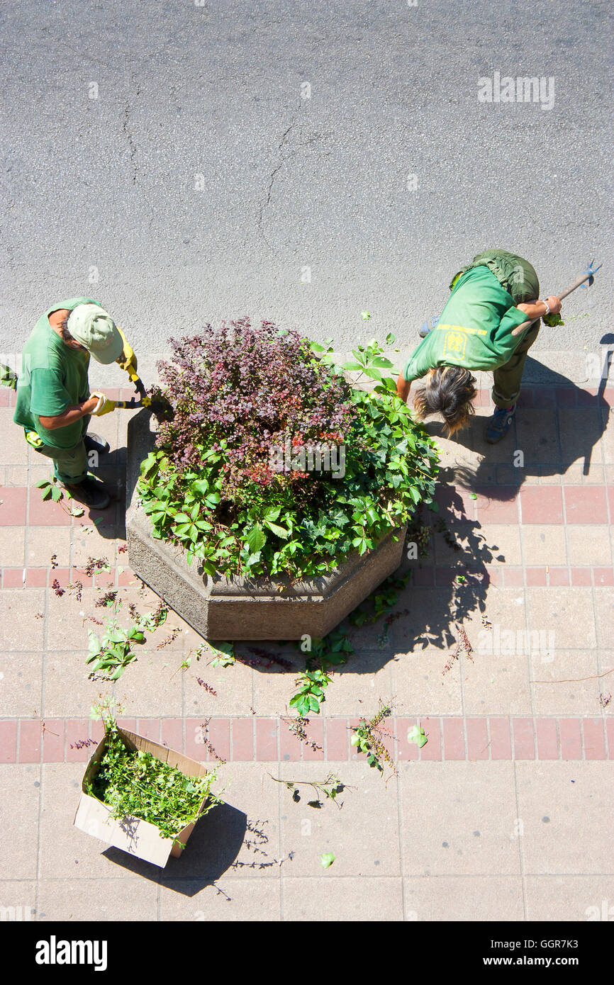 Arbeitnehmer aus grün Belgrad sind die Büsche im konkreten Pflanzer auf dem Bürgersteig trimmen. Stockfoto