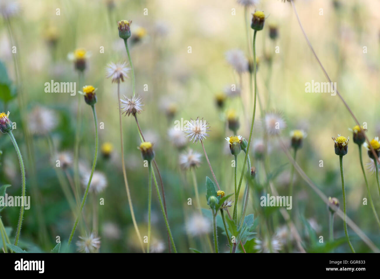 Tropen Rasen Blume auf der Wiese auf soft-Fokus der abstrakten Natur Hintergrund. Stockfoto