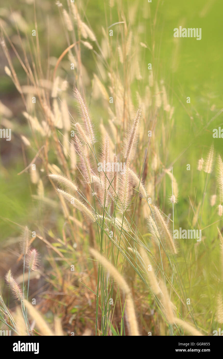 Sommer Gras- und grünen Pflanzen Kornfeld im ländlichen Raum für Design-Natur-Hintergrund. Stockfoto