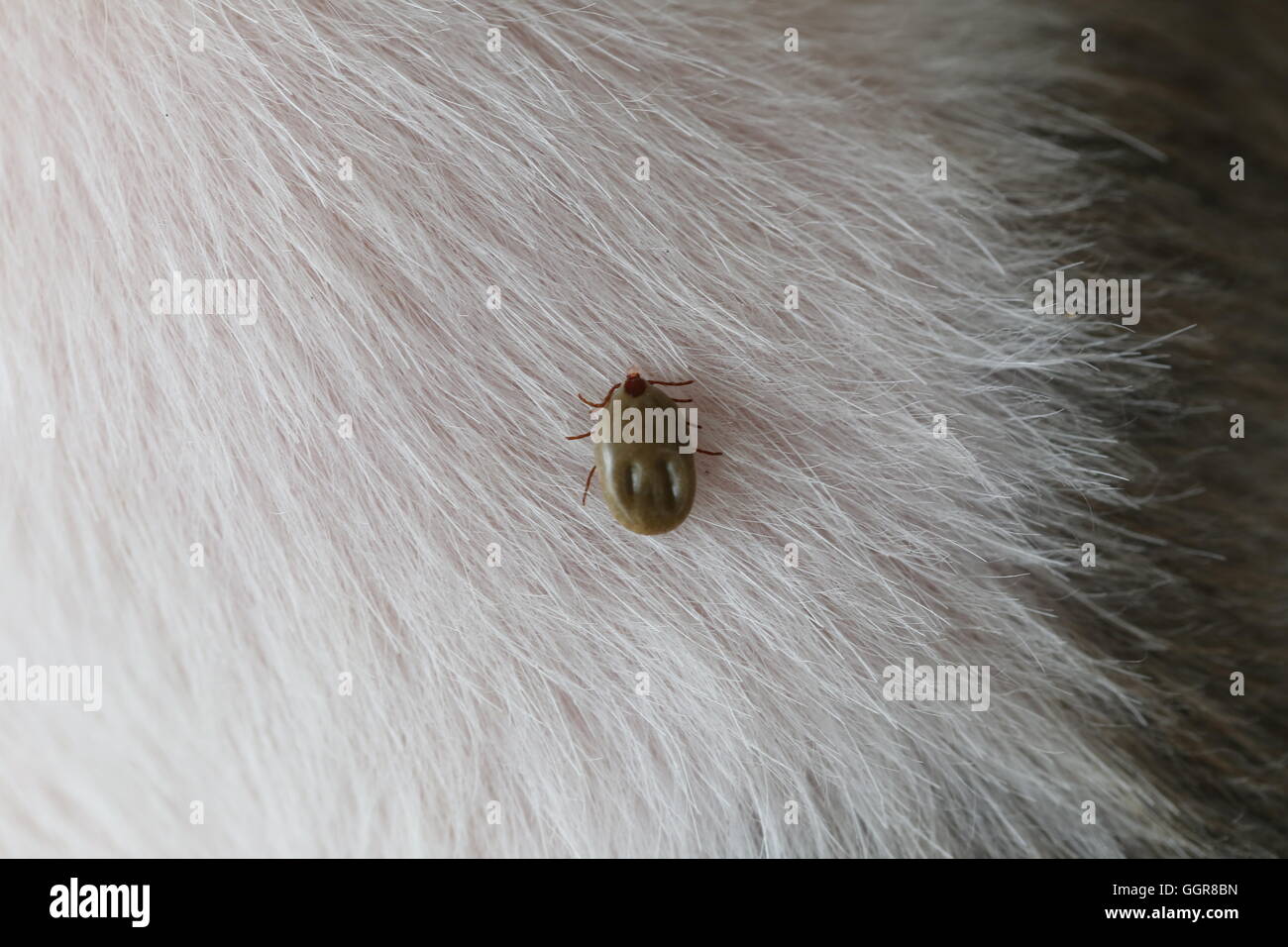 Großen Zecken auf einen Hund in der Reinigung, Insekten krabbeln der Krankheitsüberträger bei Haustieren. Stockfoto