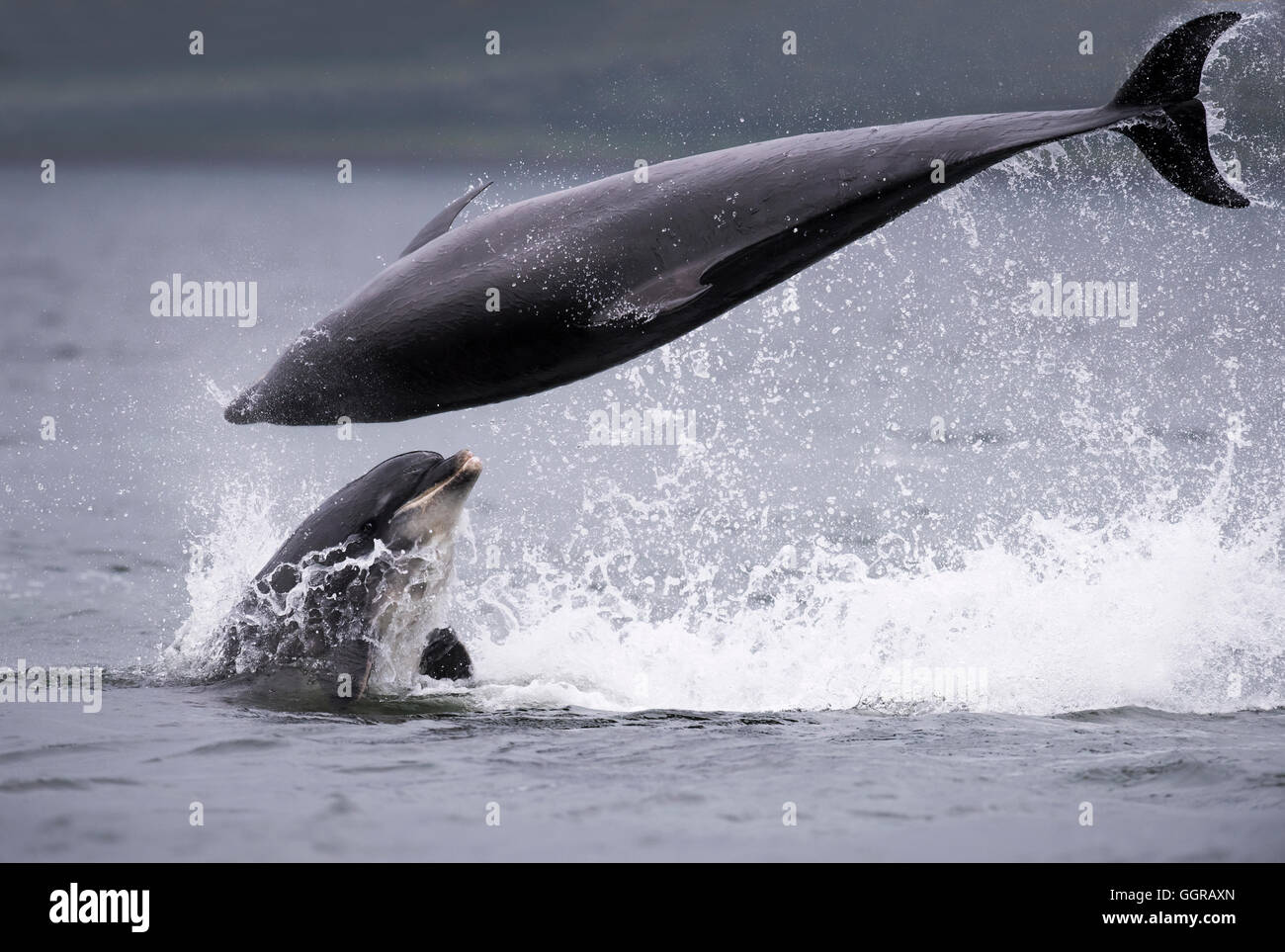 Zwei Tümmler (Tursiops Truncatus) Geselligkeit am Chanonry Point, Moray Firth, Schottland Stockfoto