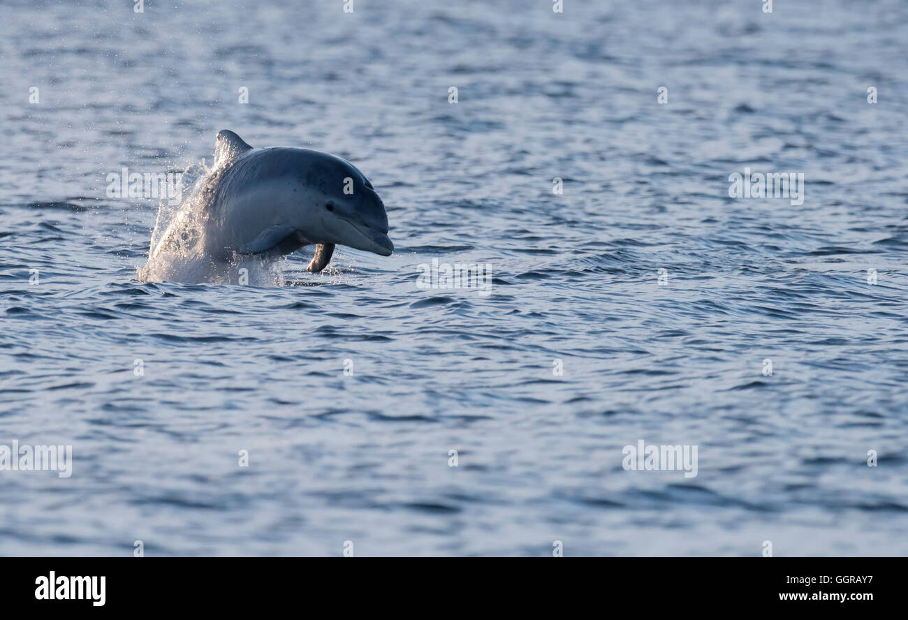 Der Große Tümmler (Tursiops Truncatus) am Chanonry Point, Moray Firth, Schottland Stockfoto