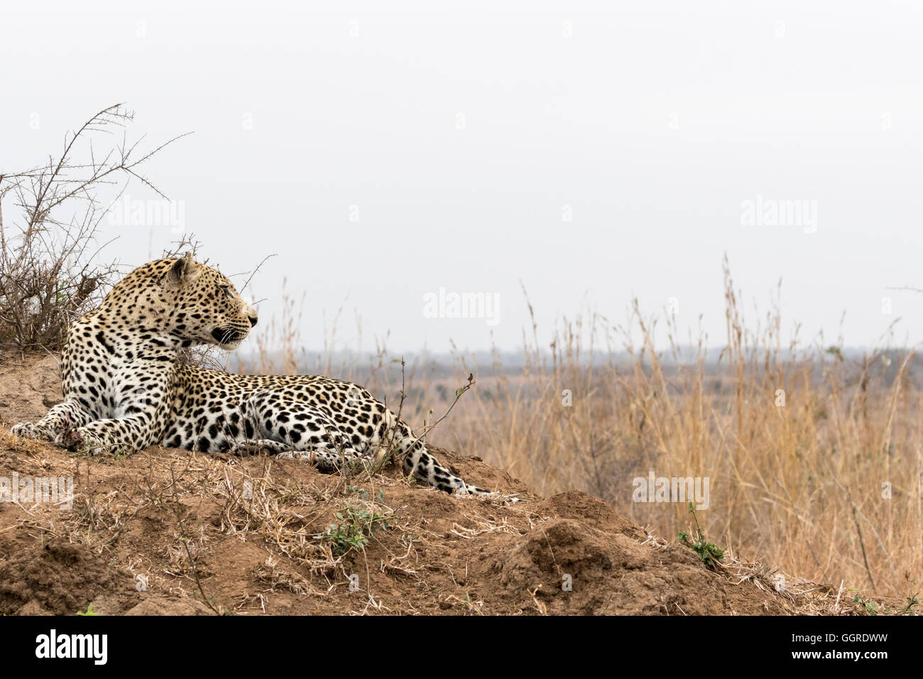 Männlichen afrikanischen Leoparden Blick in Ferne, Exeter Private Game Reserve, Sabi Sands, Südafrika Stockfoto