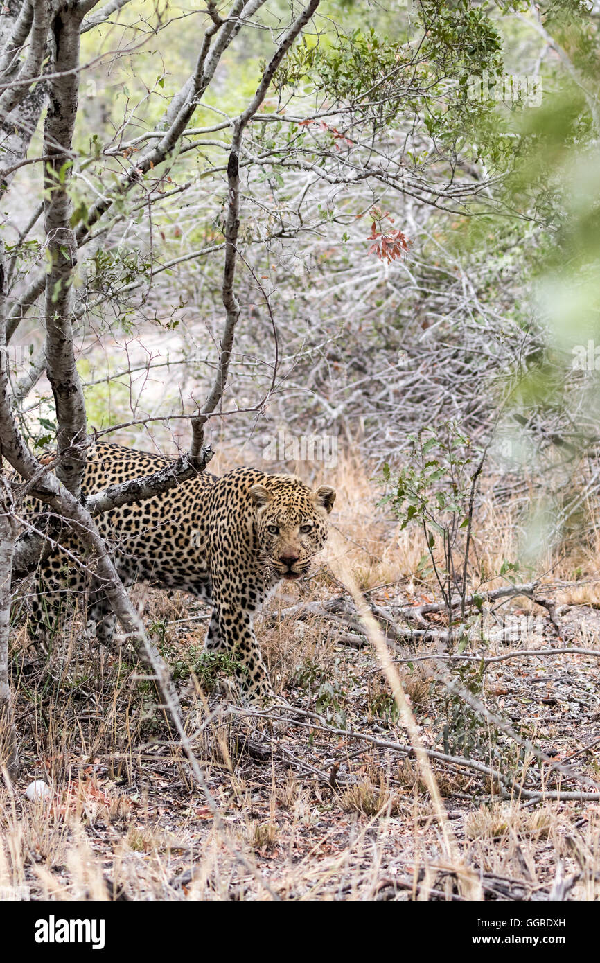 Erwachsene männliche Leoparden Tempo bei Exeter Private Game Reserve, Sabi Sands, South Africa Stockfoto