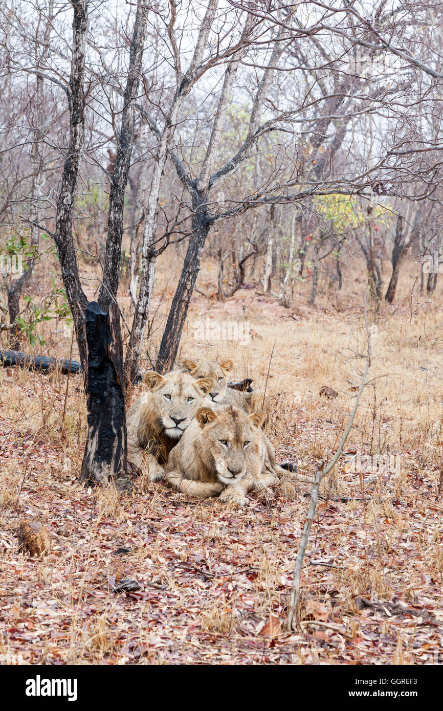 Drei Sub-Erwachsene Löwen im Regen bei Exeter Private Game Reserve, Sabi Sands, South Africa Stockfoto