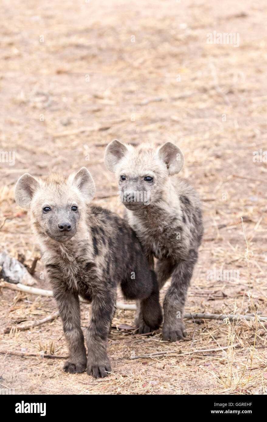 Neugierig entdeckt Hyäne Jungtiere bei Exeter Private Game Reserve, Sabi Sands, South Africa Stockfoto