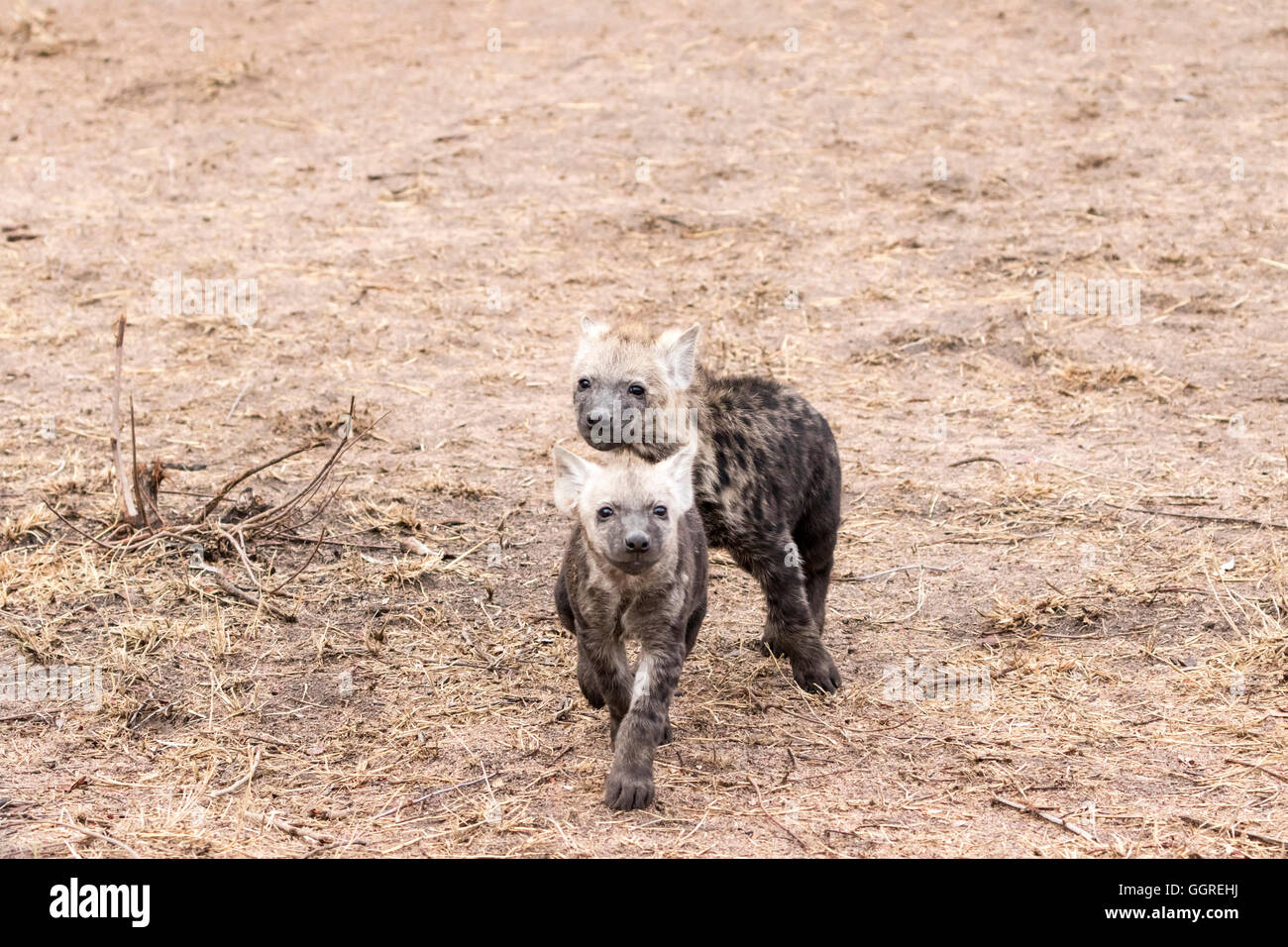 Neugierig entdeckt Hyäne Jungtiere bei Exeter Private Game Reserve, Sabi Sands, South Africa Stockfoto