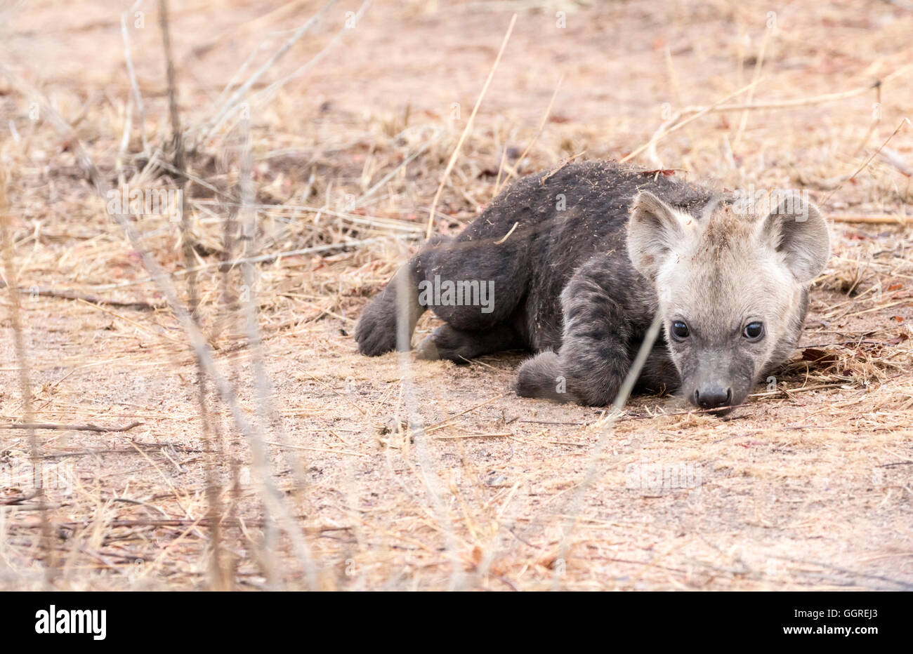 Hyäne Cub auf Exeter Private Game Reserve, Sabi Sands, Südafrika entdeckt Stockfoto