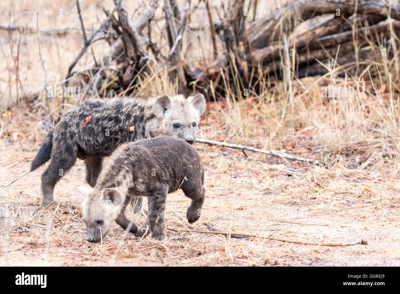 Hyäne Cubs in Exeter Private Game Reserve, Sabi Sands, Südafrika entdeckt Stockfoto