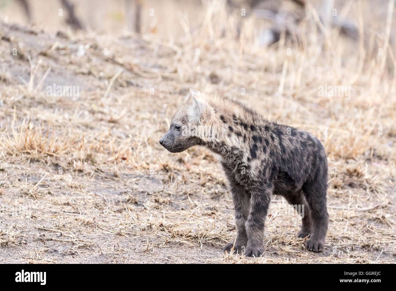 Hyäne Cub auf Exeter Private Game Reserve, Sabi Sands, Südafrika entdeckt Stockfoto