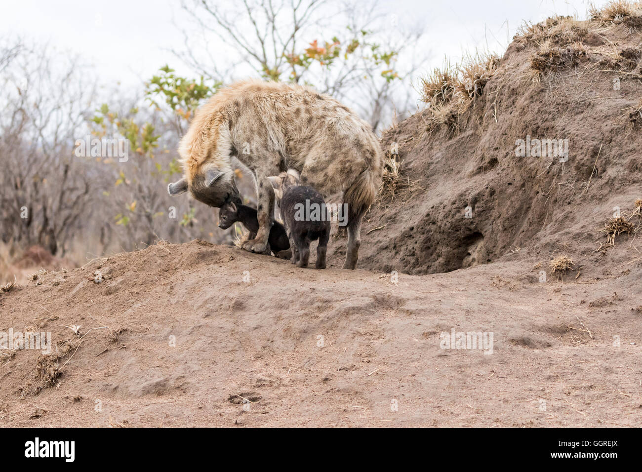 Weibliche Hyänen mit jungen in Exeter Private Game Reserve, Sabi Sands, Südafrika entdeckt Stockfoto