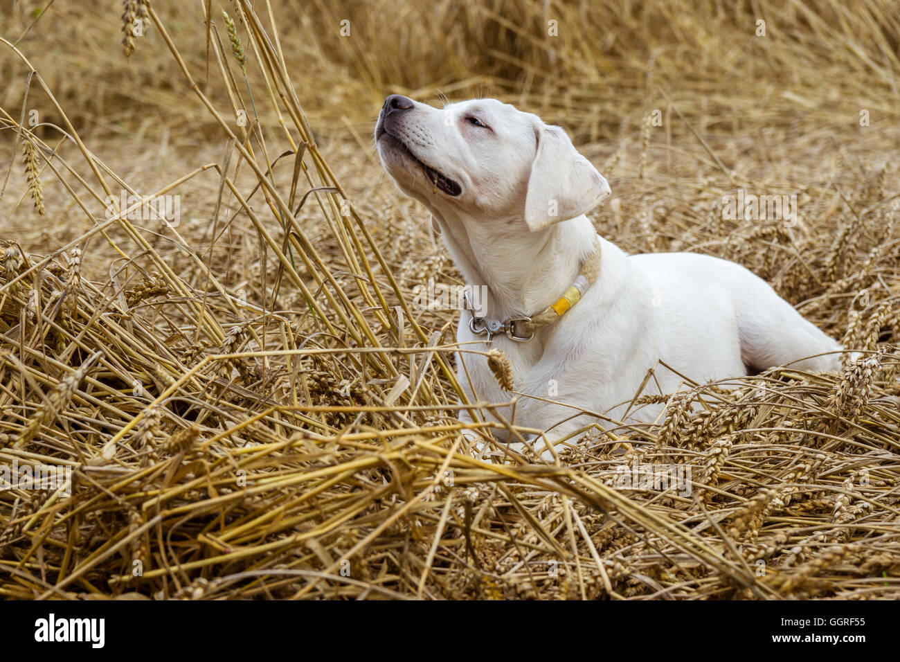 Junge reinrassige Labrador Hund Welpe liegend in einem Feld auf Stroh während die Sonne scheint Stockfoto