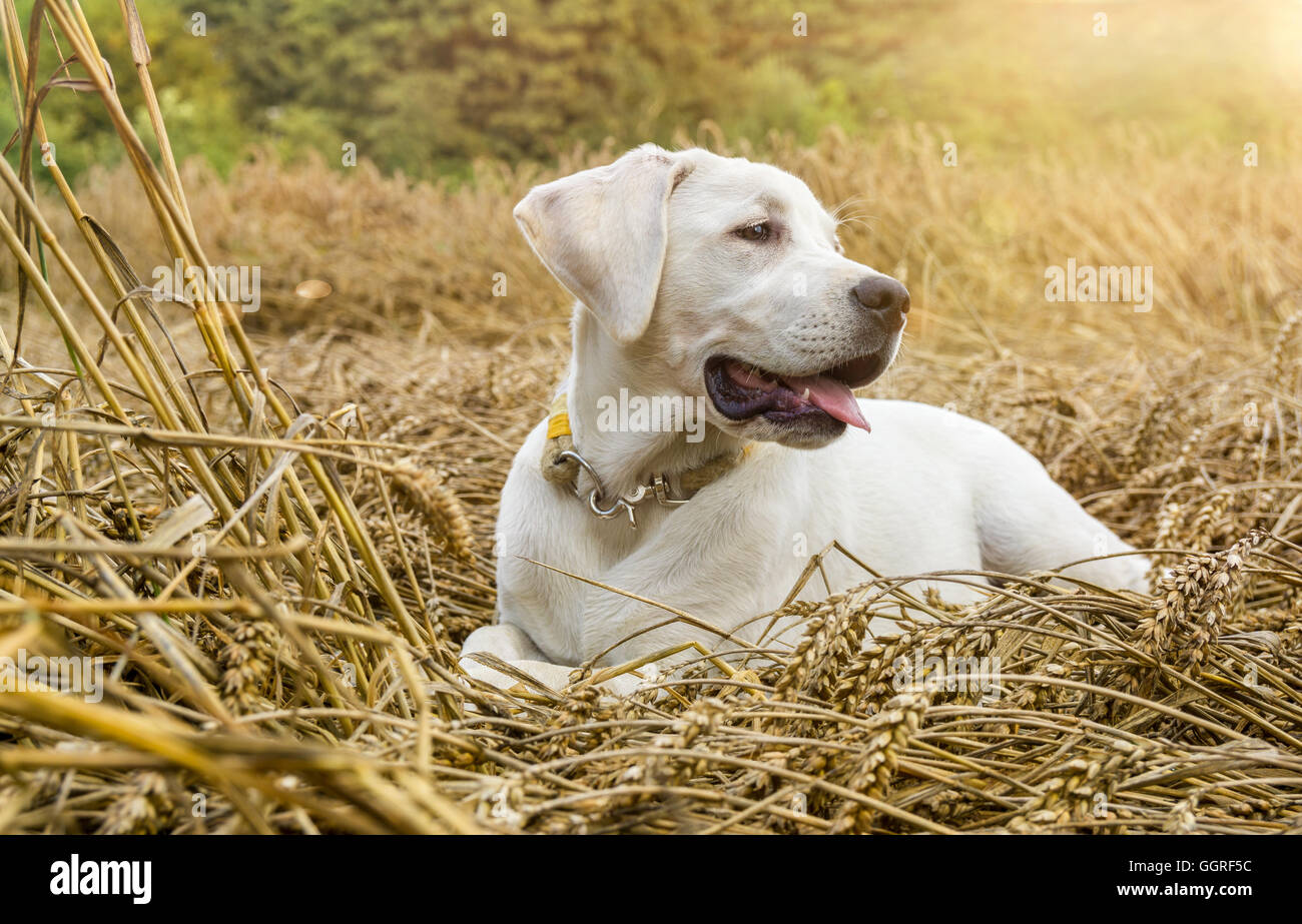 Junge reinrassige Labrador Hund Welpe liegend in einem Feld auf Stroh während die Sonne scheint Stockfoto