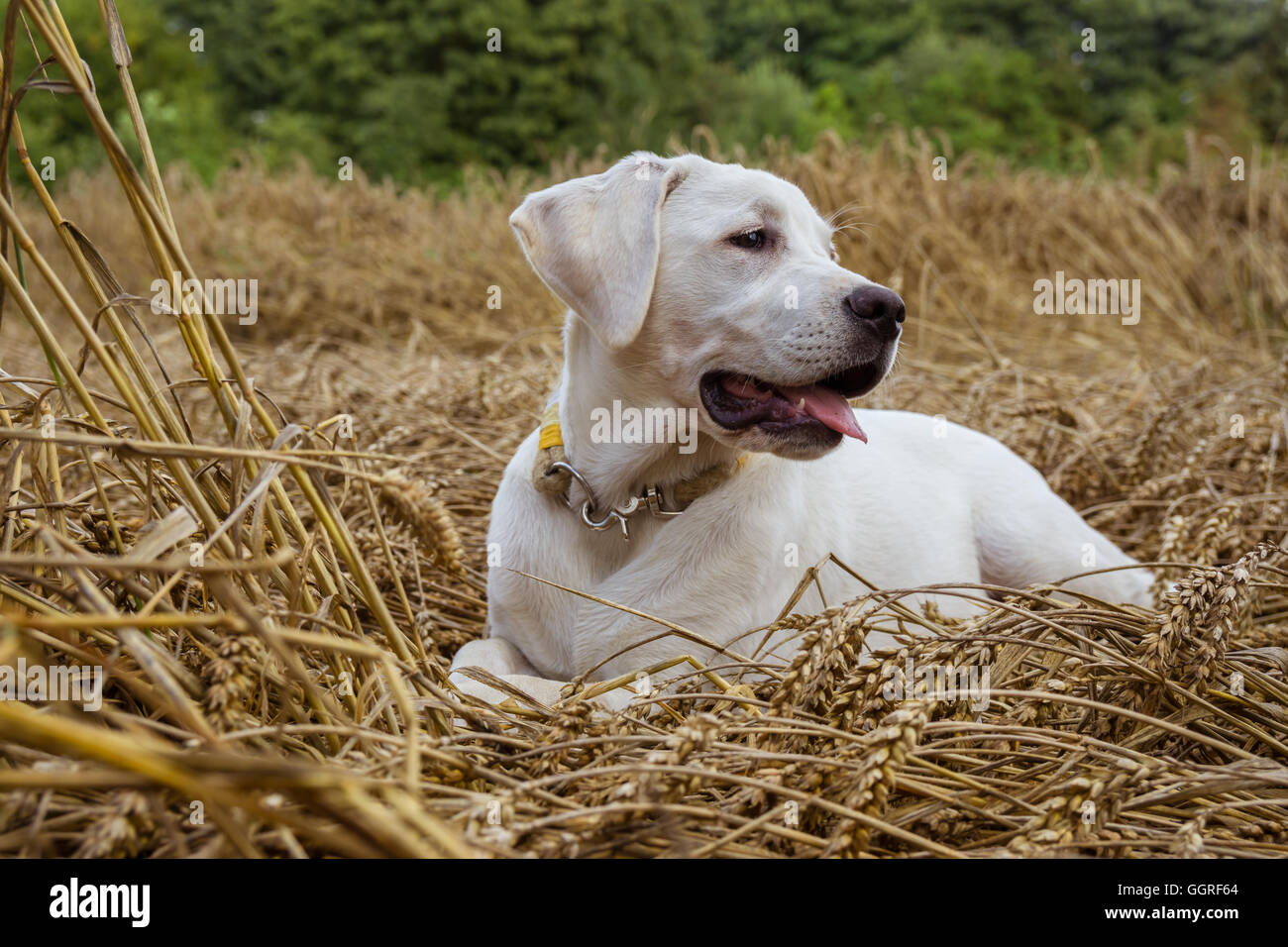 Junge reinrassige Labrador Hund Welpe liegend in einem Feld auf Stroh während die Sonne scheint Stockfoto