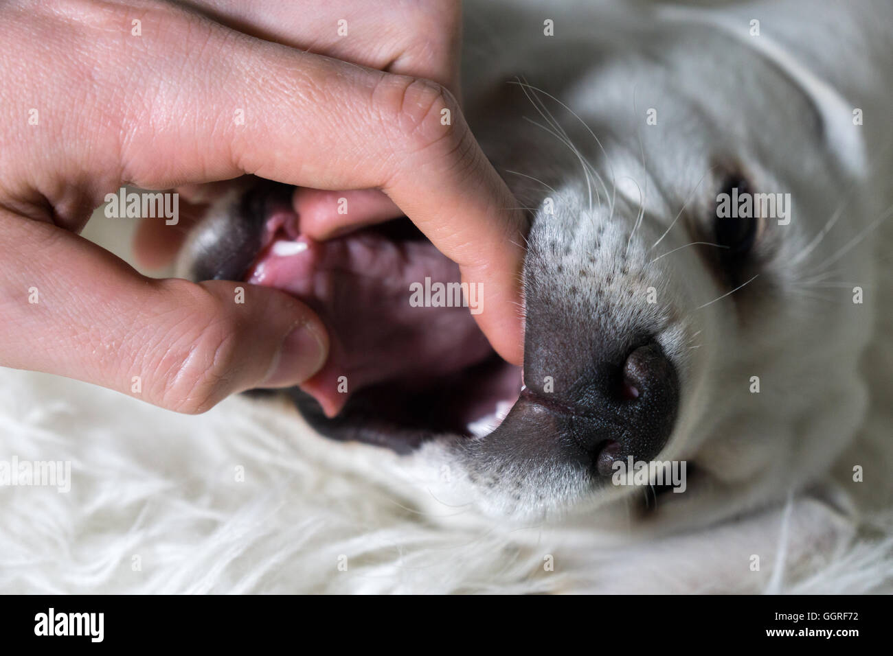 die Zähne eines Hundes berühren Stockfoto