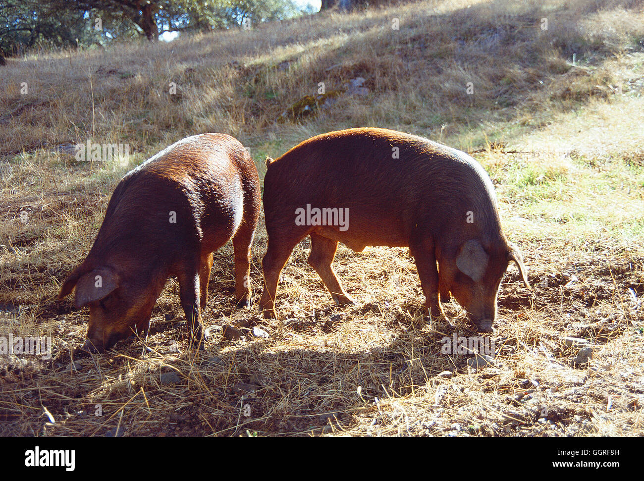 Zwei iberischen Schweine. Provinz Badajoz, Extremadura, Spanien. Stockfoto