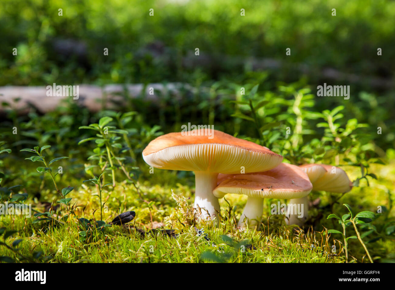 Bunte ubling Pilze im Wald in der Nähe von Rovaniemi, Lappland, Finnland Stockfoto