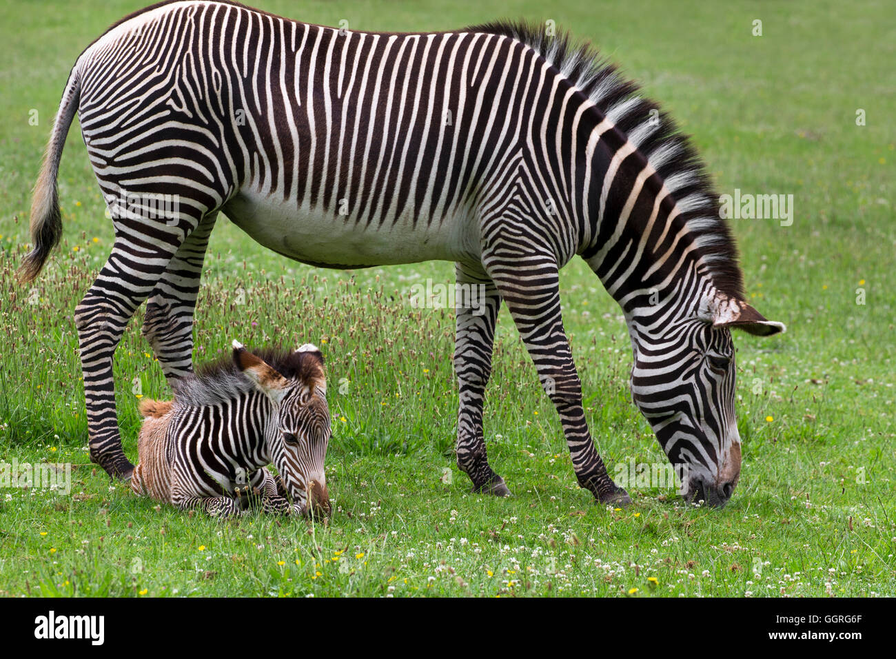 Grévy Zebras mit ihrem 3 Wochen alten Fohlen Stockfoto