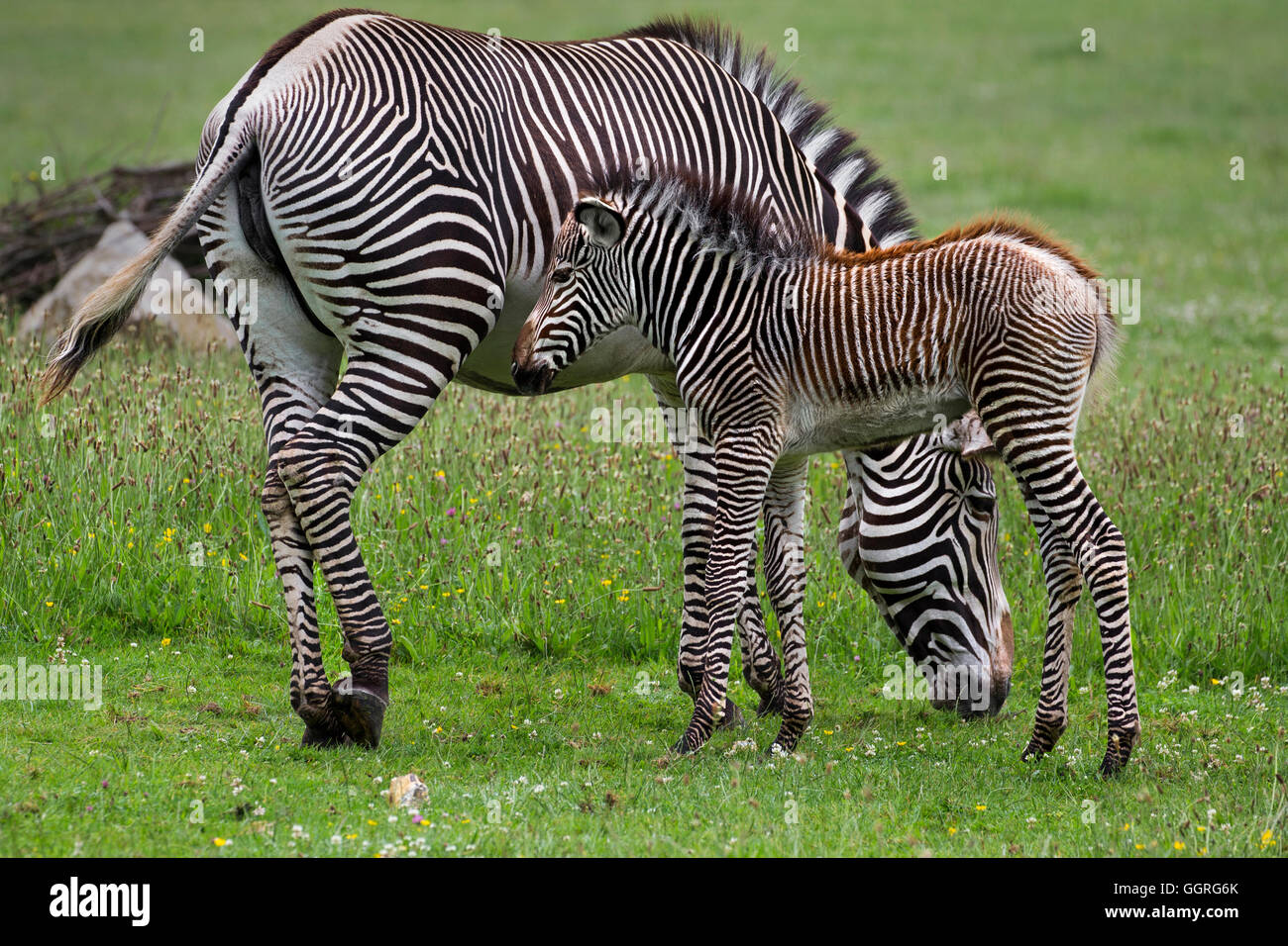 Grévy Zebras mit ihrem 3 Wochen alten Fohlen Stockfoto