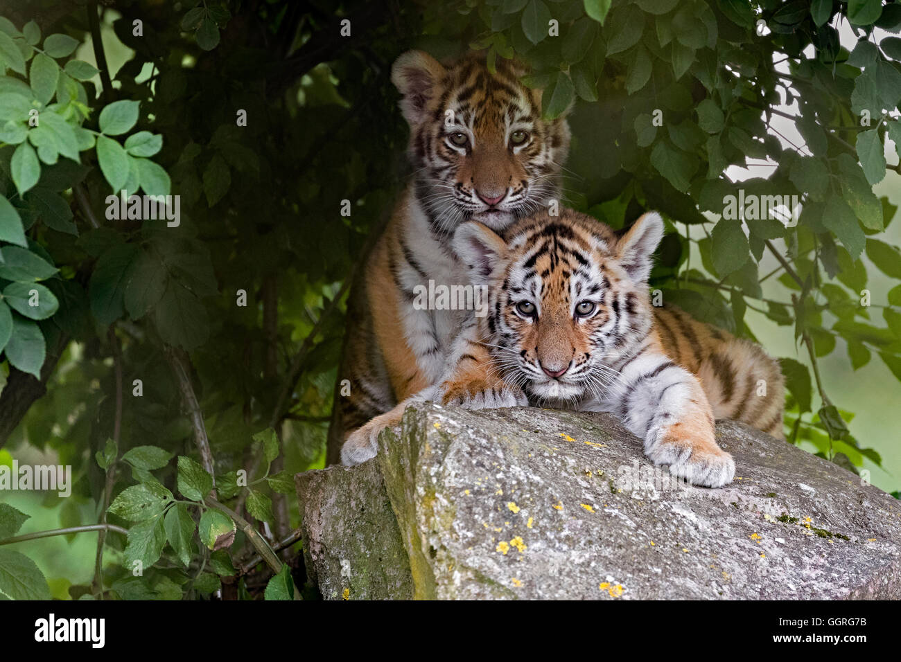 Amur Tiger Cubs, 11 Wochen alt. Stockfoto