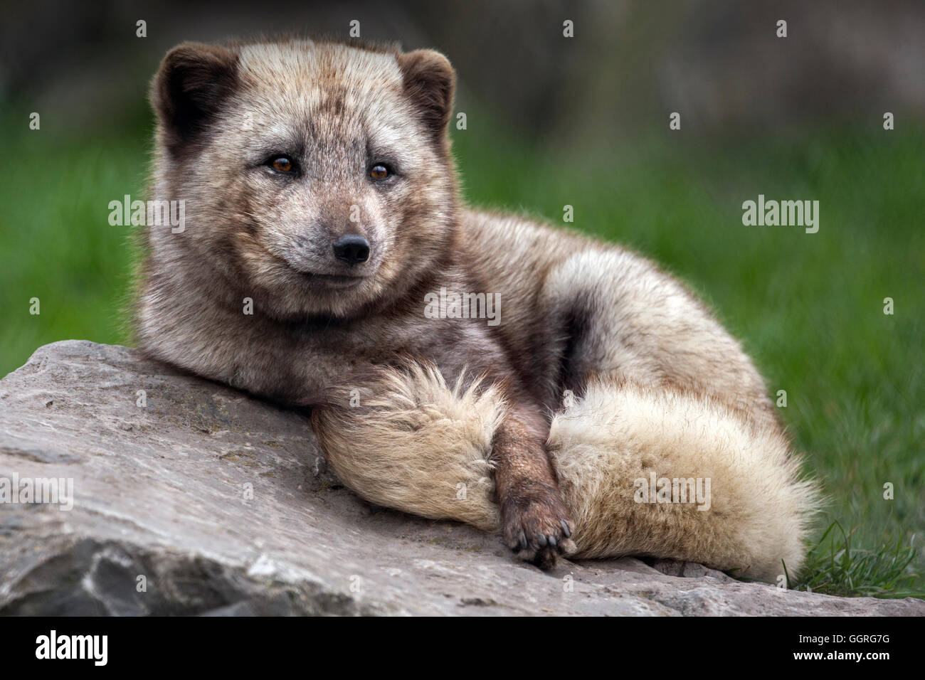 Porträt einer Polarfuchs. Stockfoto