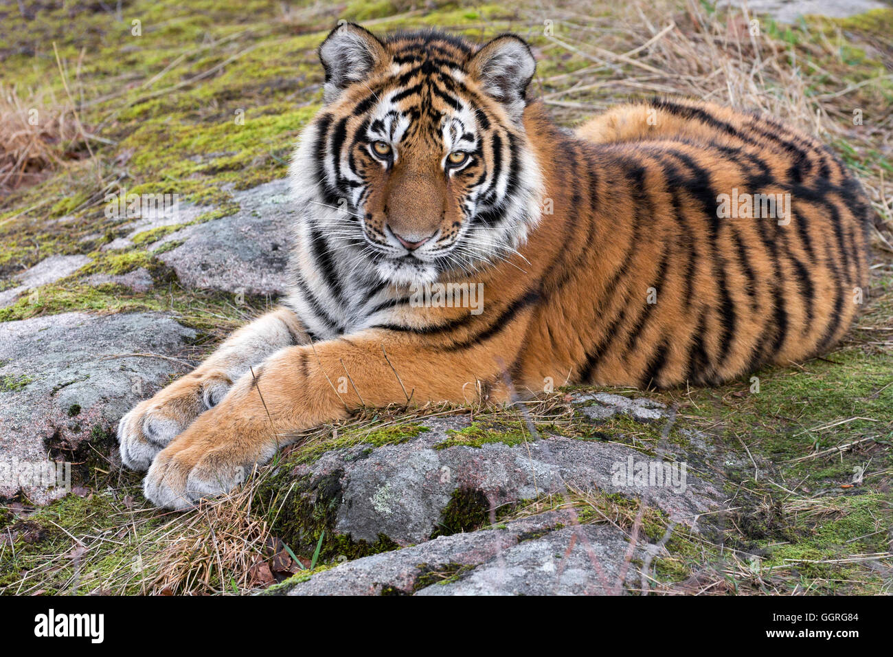 Amur-Tiger Stockfoto