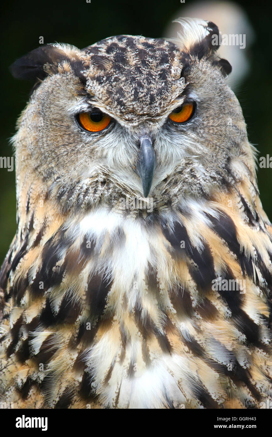 Bengalen-Uhu. Männlicher Greifvogel Stockfoto