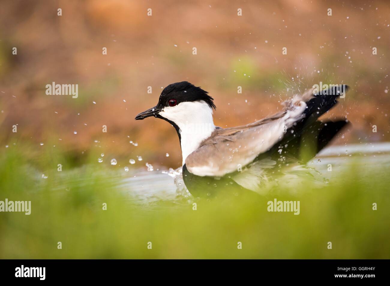 Sporn-winged Kiebitz (Vanellus Spinosus) im Wasser, Israel, September steht Stockfoto