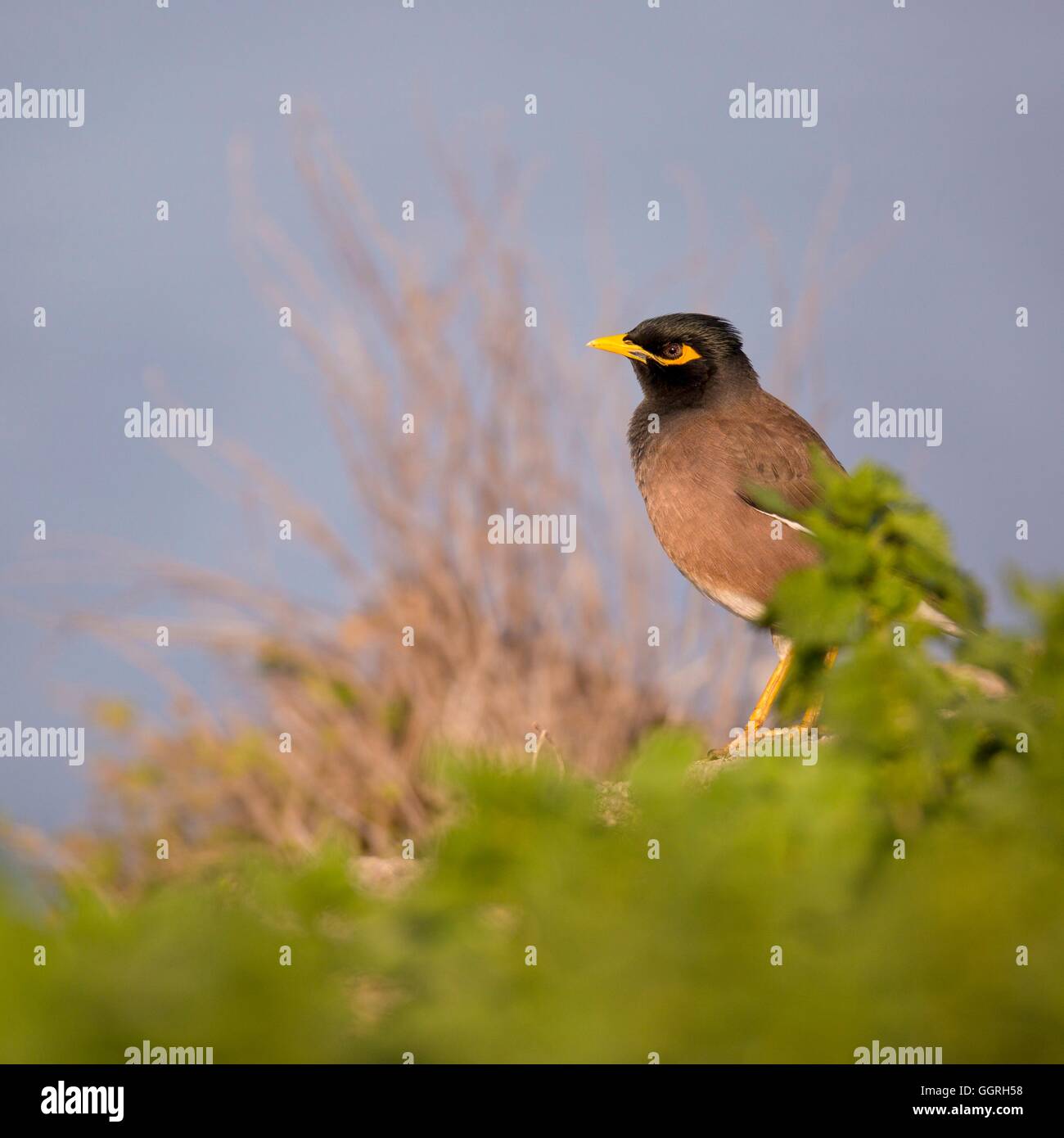 Gemeinsame Myna (oder indischen Myna Acridotheres Tristis). Dieser Vogel stammt aus Afghanistan nach Sri Lanka in Südasien. Die Myna hat in vielen anderen Teilen der Welt eingeführt worden und sein Verbreitungsgebiet ist auf dem Vormarsch in einem Ausmaß, dass im Jahr 2000 th Stockfoto