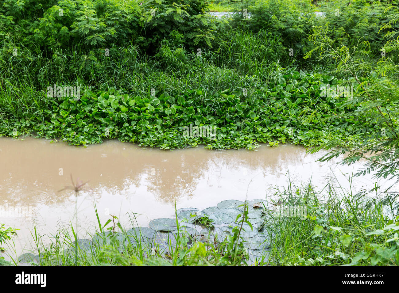 Überwucherten am Straßenrand Kanal aus einem leichten Winkel Stockfoto