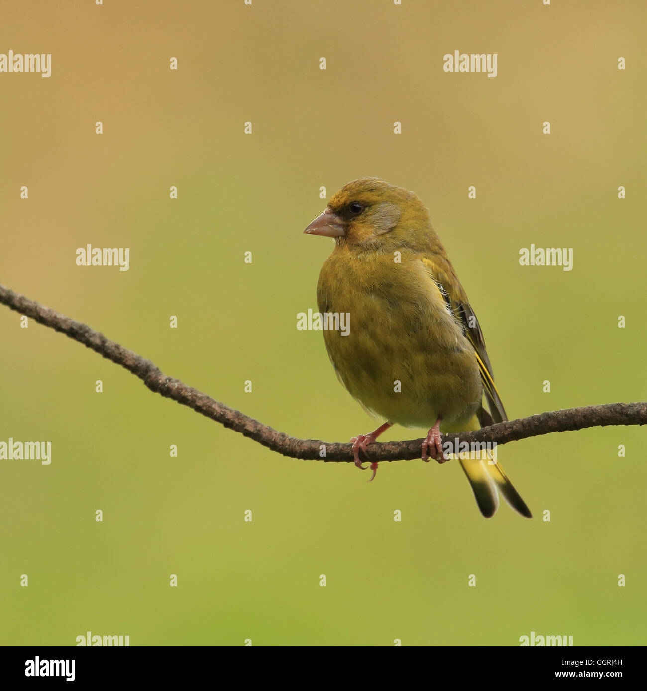 Männlichen europäischen Grünfink, auch bekannt als Grünfink, thront auf einem dünnen Ast einen späten Herbst-Nachmittag Stockfoto
