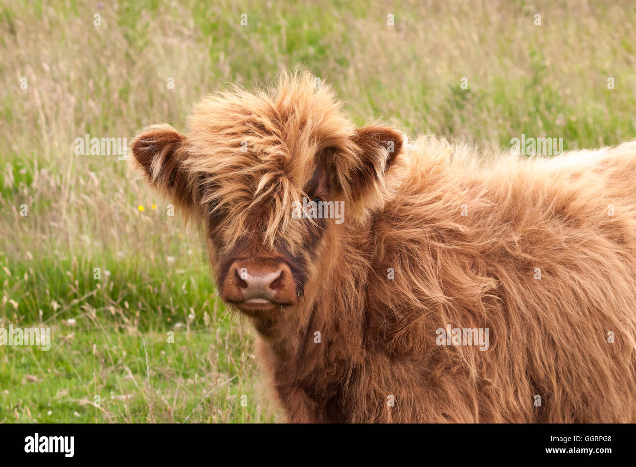 Highland Kuh Kalb Stockfoto