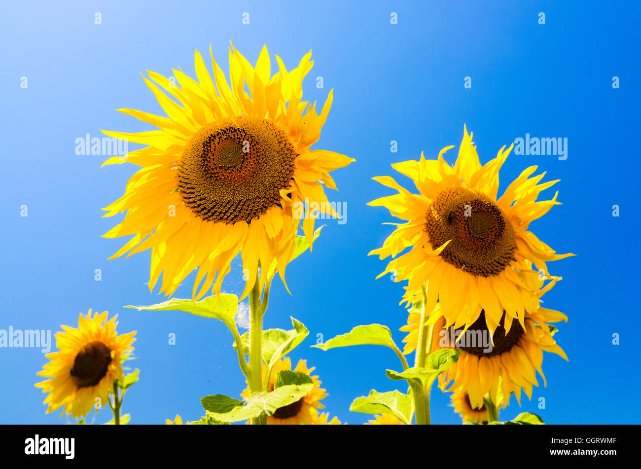 : Sonnenblume (Helianthus Annuus), Österreich, Burgenland, Stockfoto