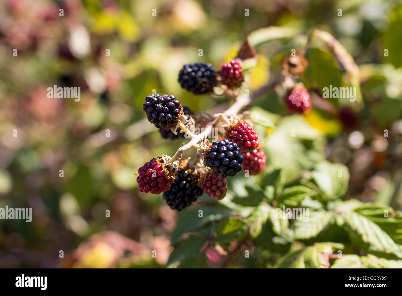 Wilde Brombeeren Stockfoto