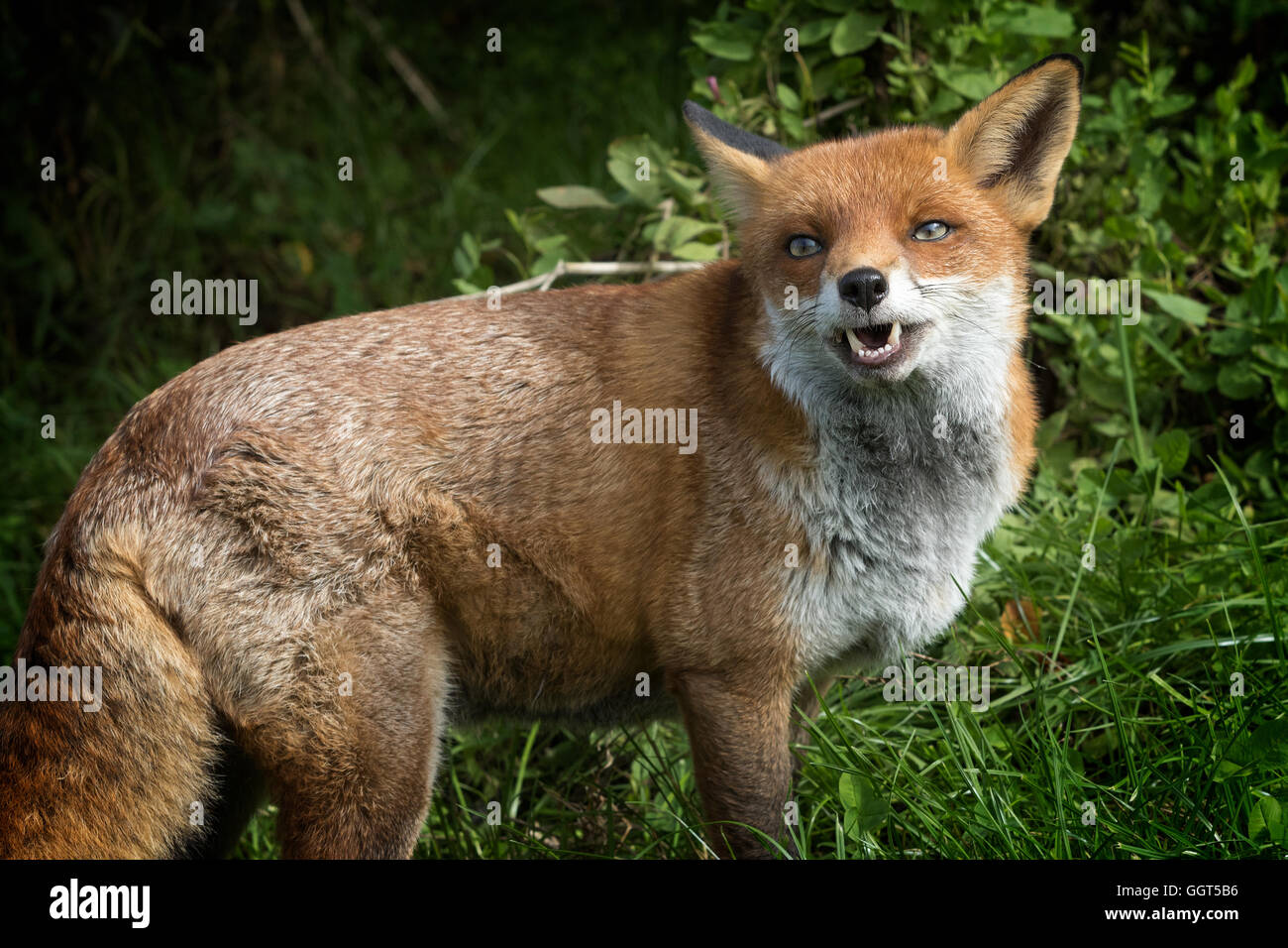 Lachender fuchs -Fotos und -Bildmaterial in hoher Auflösung – Alamy