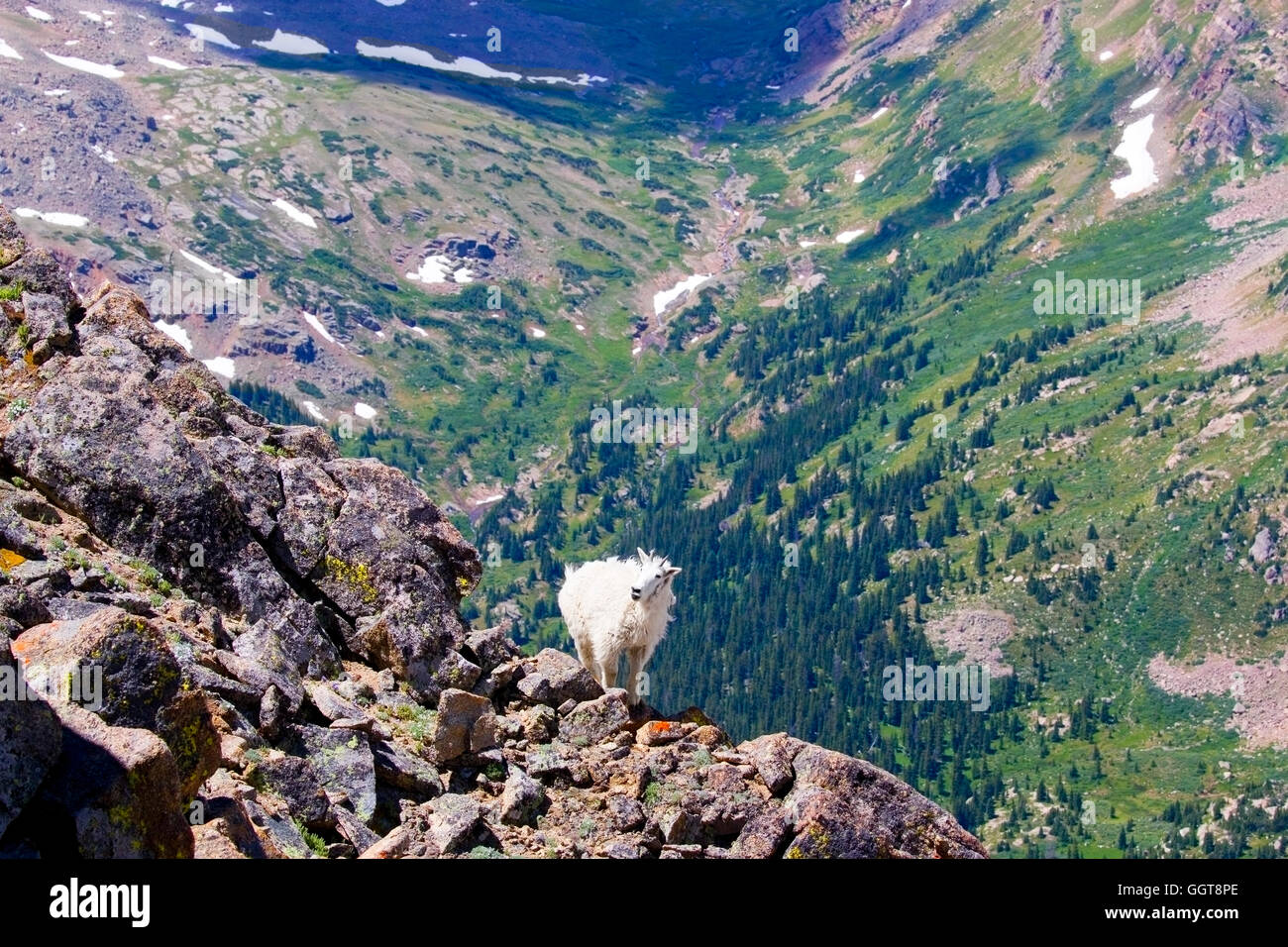 Bergziegen auf Mount Massive Colorado Stockfoto