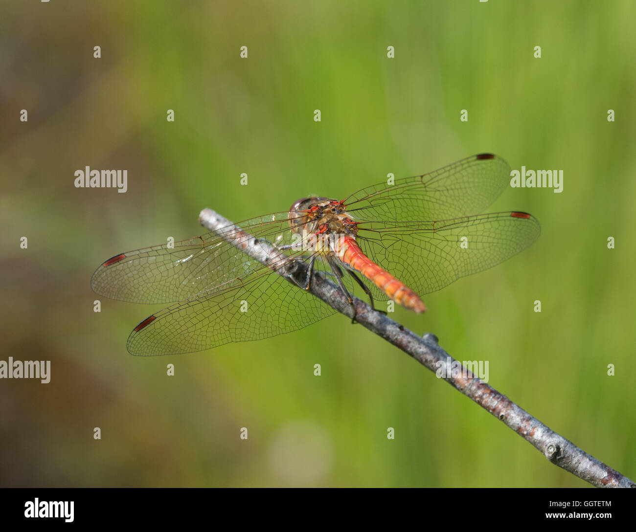 Männliche gemeinsame Darter Libelle (Sympetrum Striolatum) thront auf Zweig in Berkshire, England Stockfoto