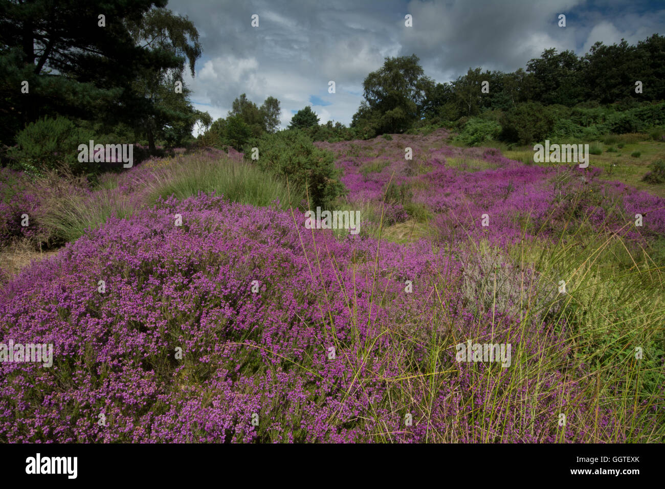 Bunte (bunte) Heidekraut bewachsenen Hügellandschaft Szene in Surrey, England Stockfoto