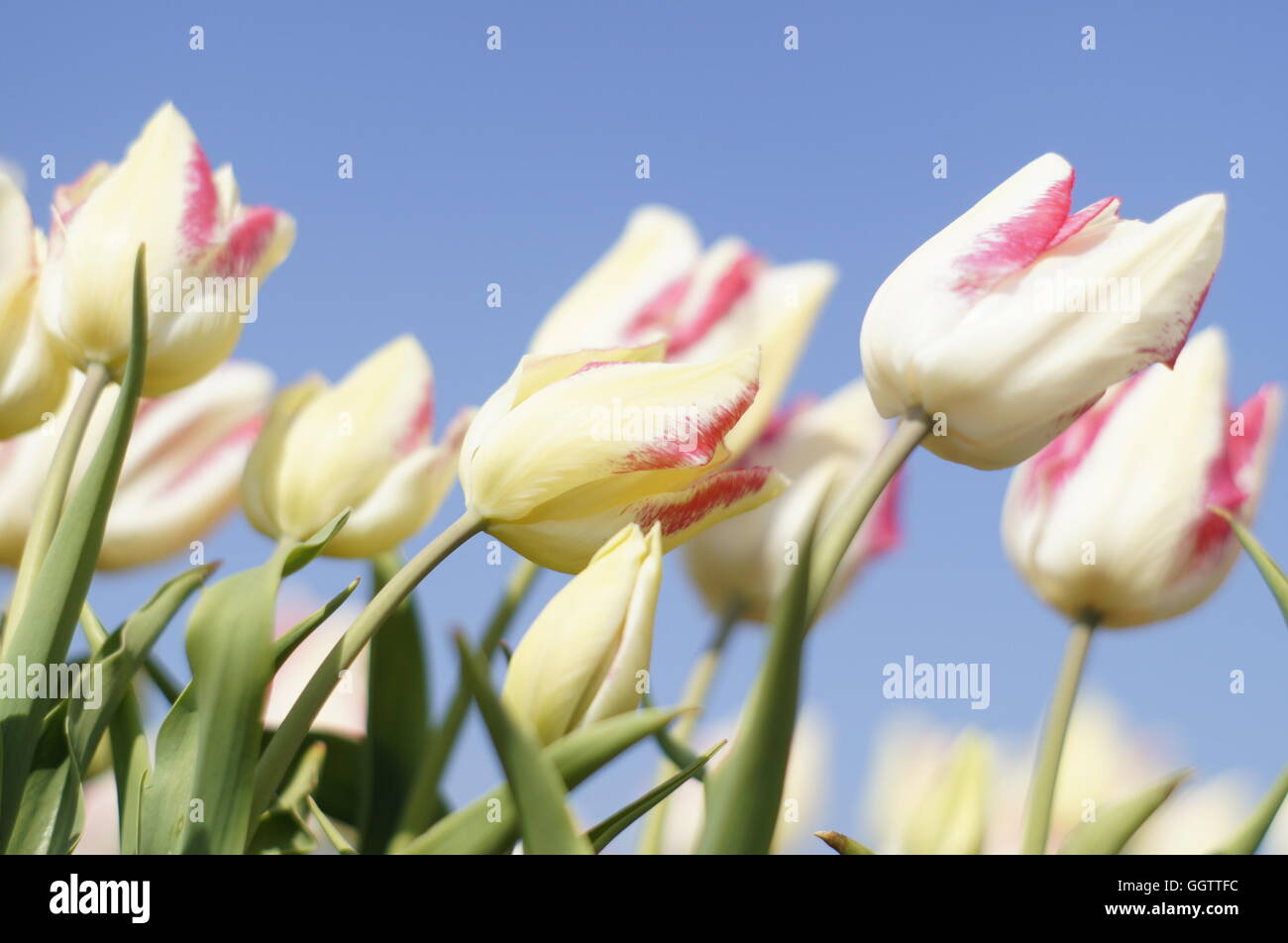 Weiße Tulpe, Tulpenfeld, Amsterdam, Niederlande Stockfoto