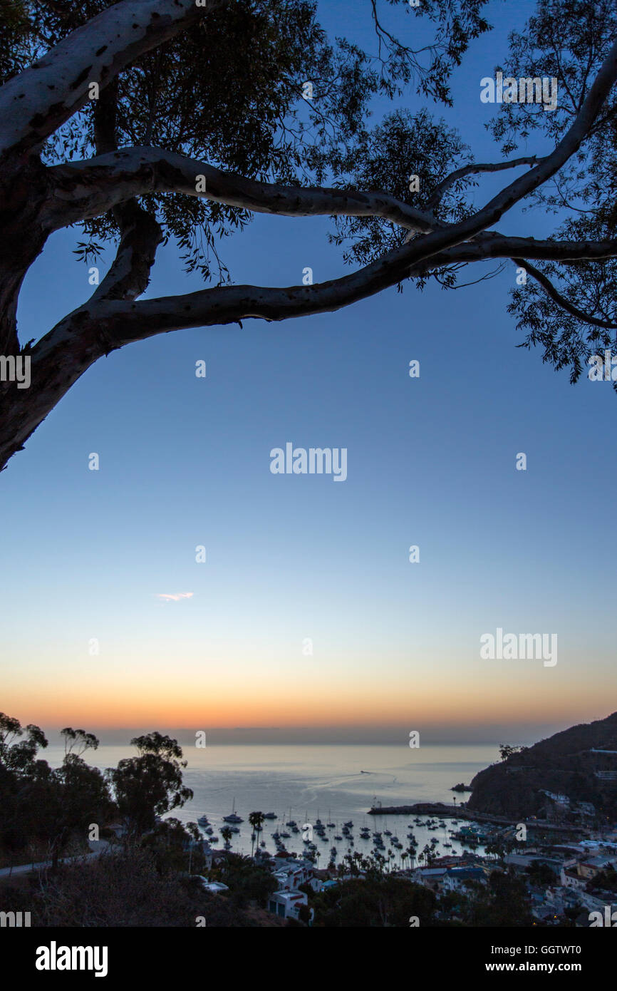 Baum über Hafen bei Sonnenuntergang Stockfoto