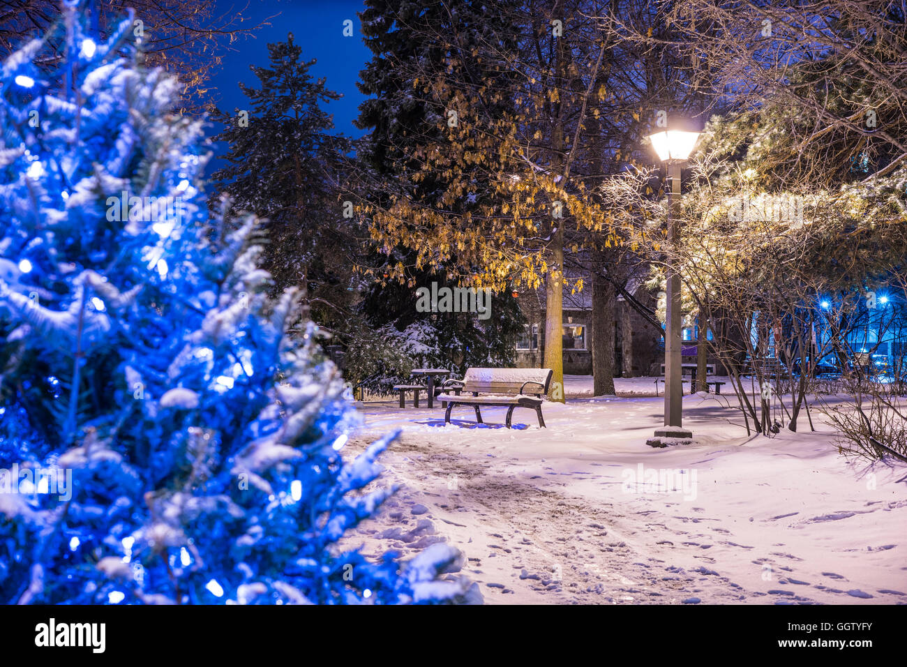 Schnee auf Bäume im Stadtpark Stockfoto