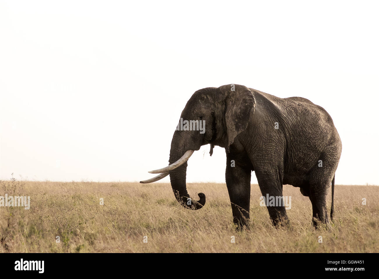 Afrikanischer Elefantenbulle in der Serengeti. Tansania Stockfoto
