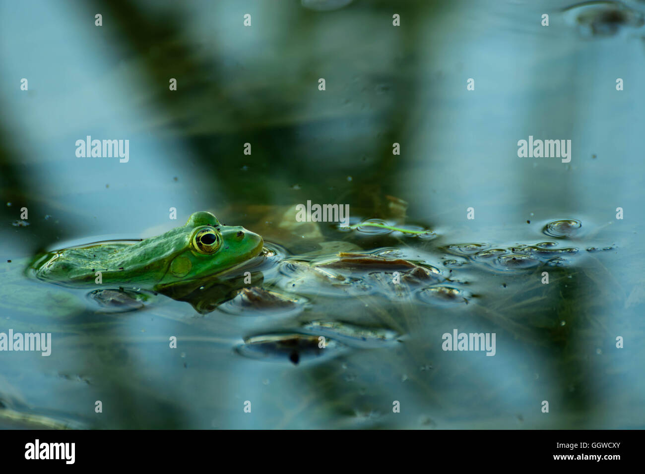 Jagd-Frosch im Fluss Stockfoto