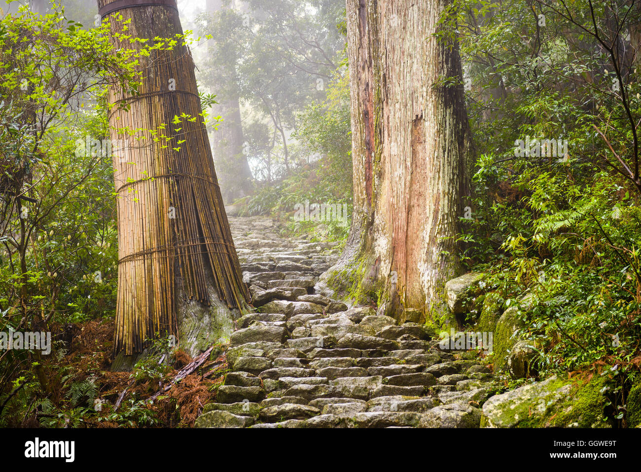 Die Kumano Kodo Trail, ein heiliges Wanderweg in Nachi, Wakayama, Japan. Stockfoto