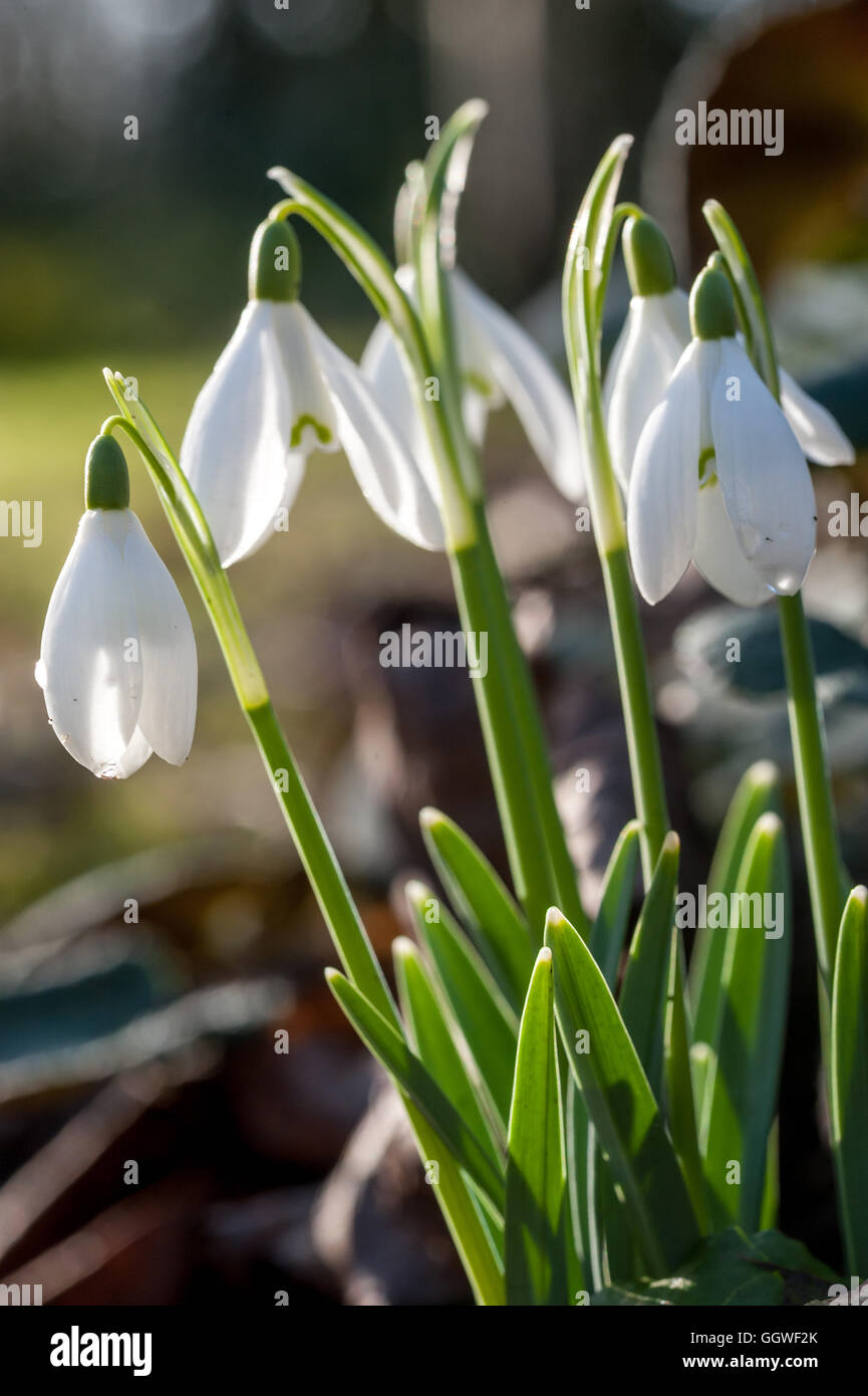 Schneeglöckchen auf dem Display in einem Garten signalisieren den Beginn des Frühlings Stockfoto